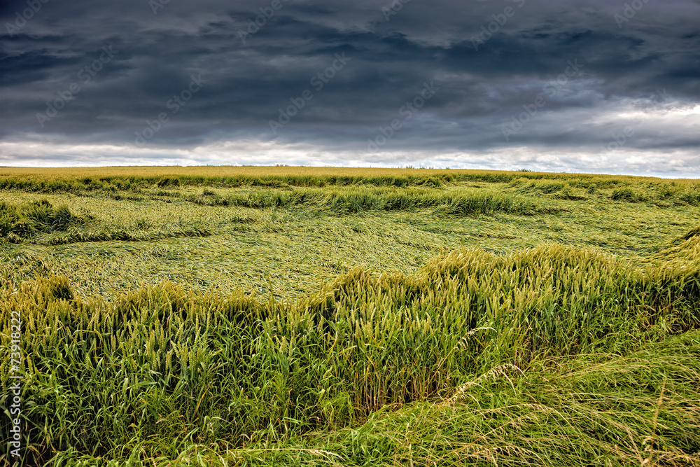Wheat field destroyed by storm on dramatic sky. Wheat field destroyed by storm on dramatic sky.