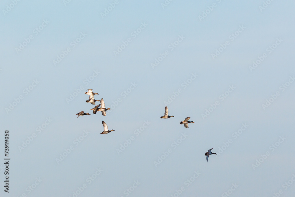 Obraz premium Flock with Gadwall flying