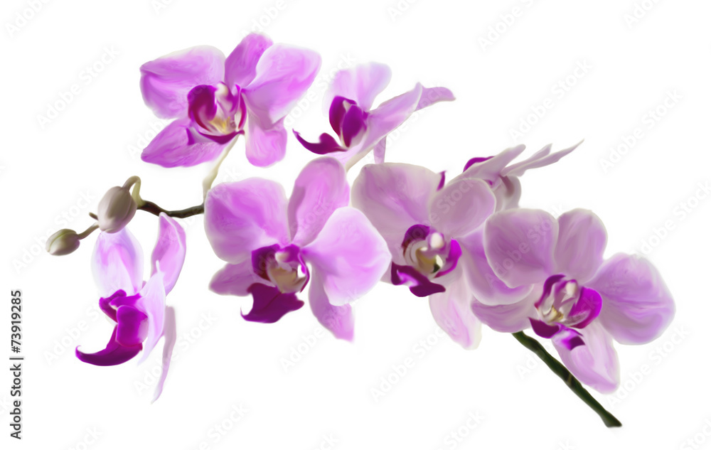 illustration of the Pink streaked orchid flower, isolated