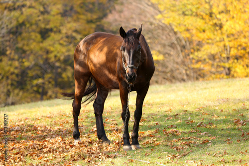 Fototapeta Naklejka Na Ścianę i Meble -  Beautiful brown horse in pasture