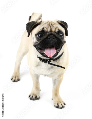 Funny  cute and playful pug dog isolated on white