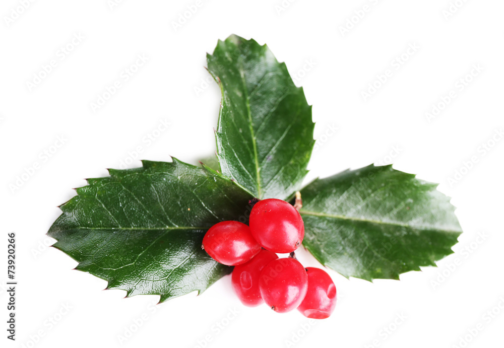 European Holly (Ilex aquifolium) with berries, isolated on European Holly (Ilex aquifolium) with berries, isolated on