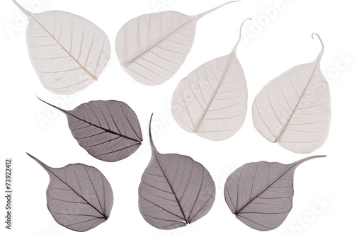the leaves on a white background
