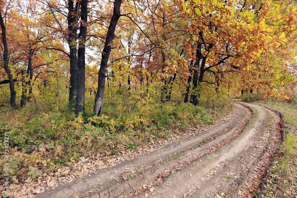 dirt road in an oak grov