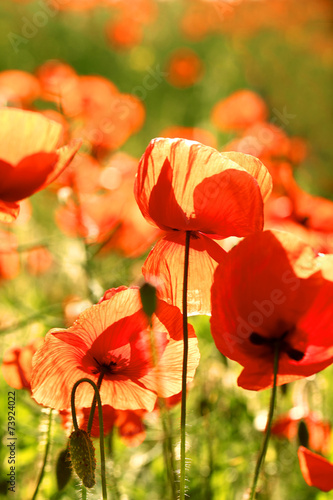 Fototapeta Naklejka Na Ścianę i Meble -  Meadow with beautiful bright red poppy flowers in spring