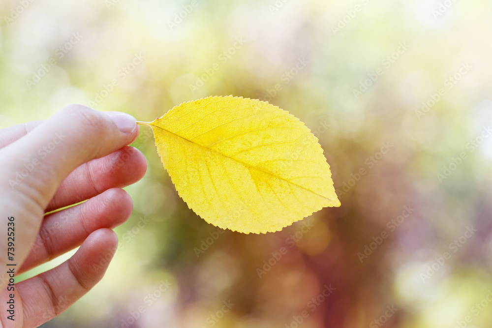 woman holding an autumn leaf against beautiful bokeh background, can be used as autumn sale backdrop