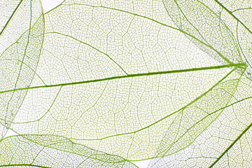 Papier peint photo Nervures de feuilles Decorative skeleton leaves background  © Africa Studio
