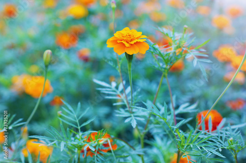 autumn marigold flower, Latin name Tagetes
