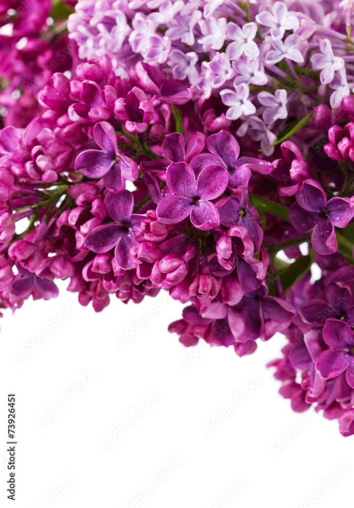 Lilac flowers isolated on white