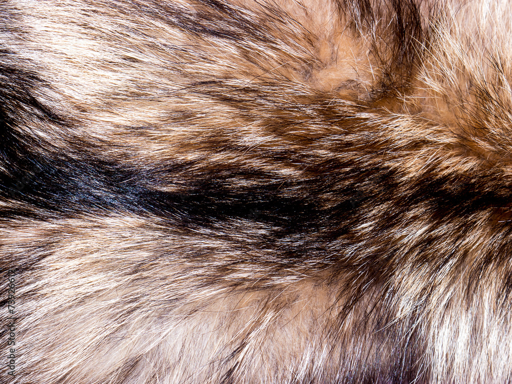Fur texture. Fur texture.