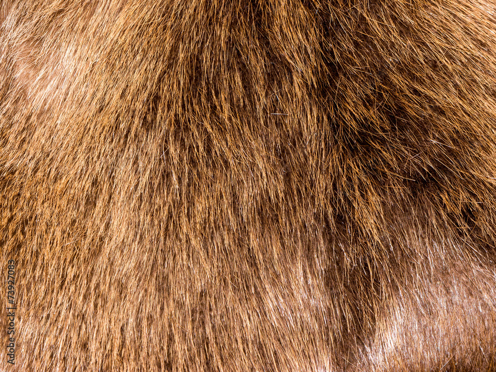 Fototapeta premium Fur texture.
