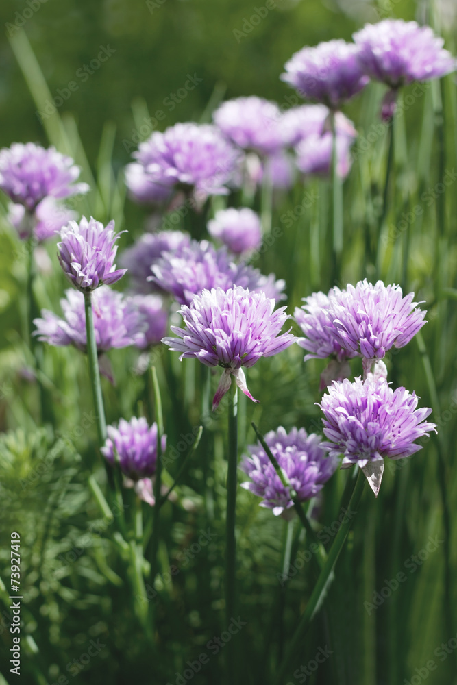 Flowering decorative onion