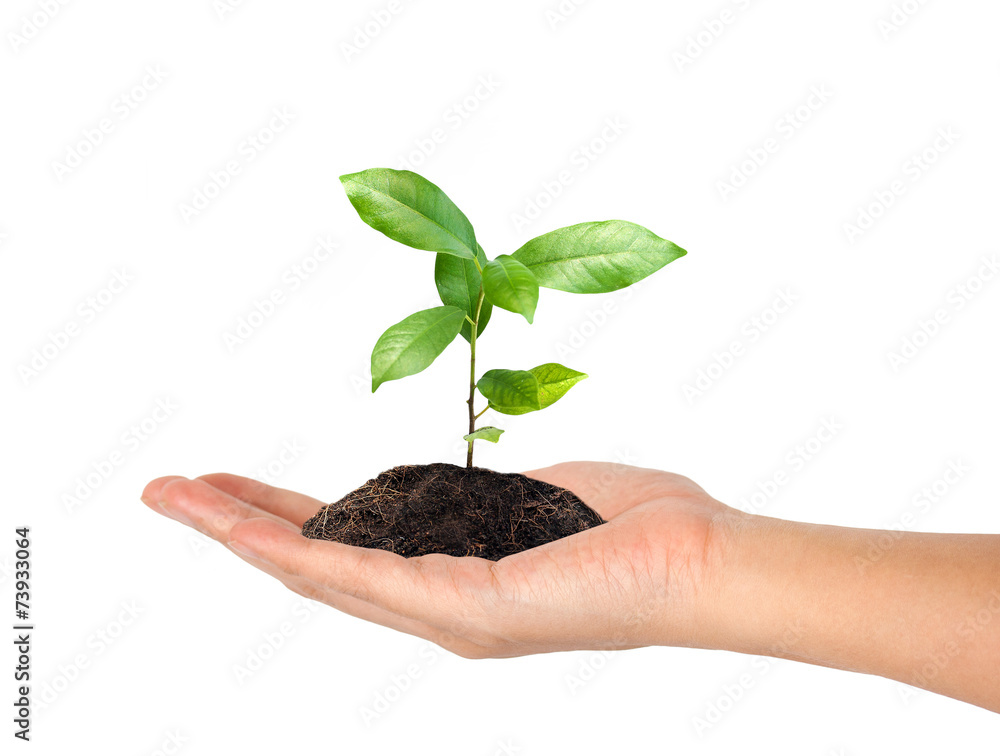 plant in the hand on white background plant in the hand on white background