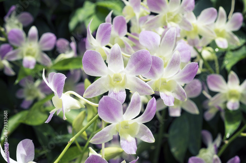 Fototapeta Naklejka Na Ścianę i Meble -  Singapore orchids