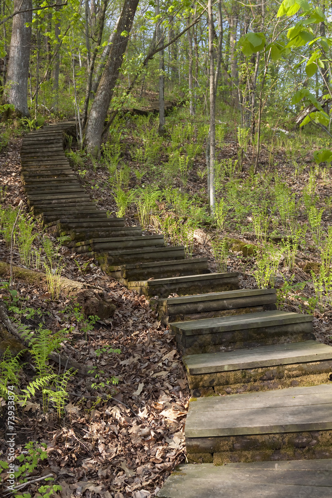 Step Trail In Woods