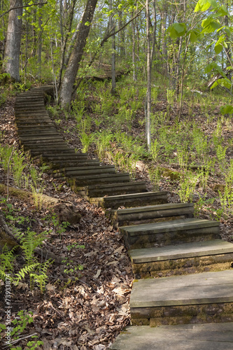 Step Trail In Woods