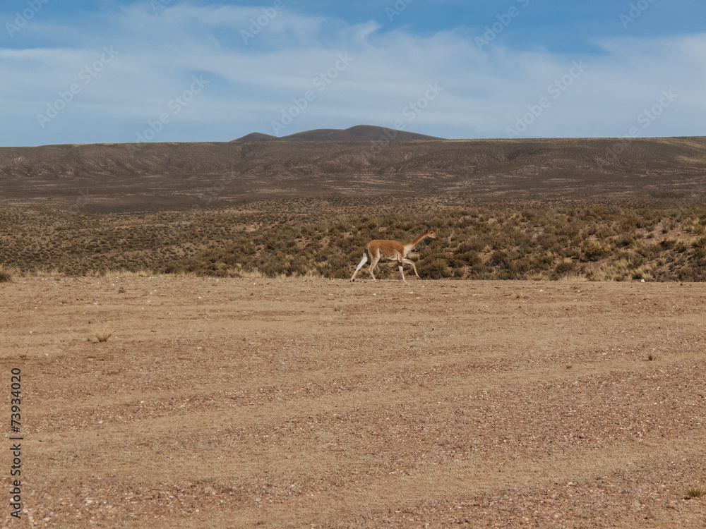 Llama at Altiplano in Bolivia