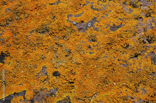 lichen, Calopaca thallincola photo
