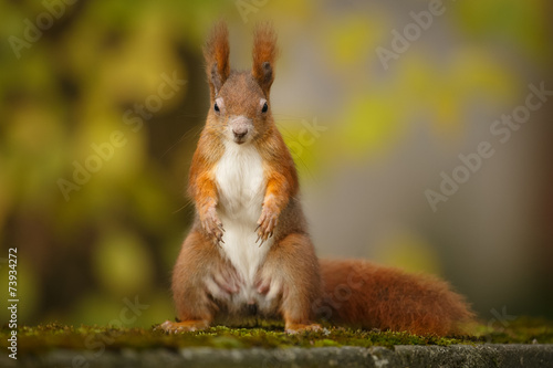 Red squirrel standing upright in autumn