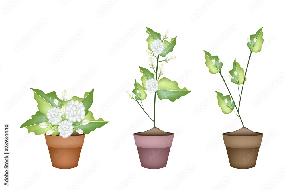 Three Jasmine Flower in Ceramic Flower Pot