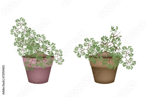 Two Green Trees and Plants in Ceramic Flower Pots