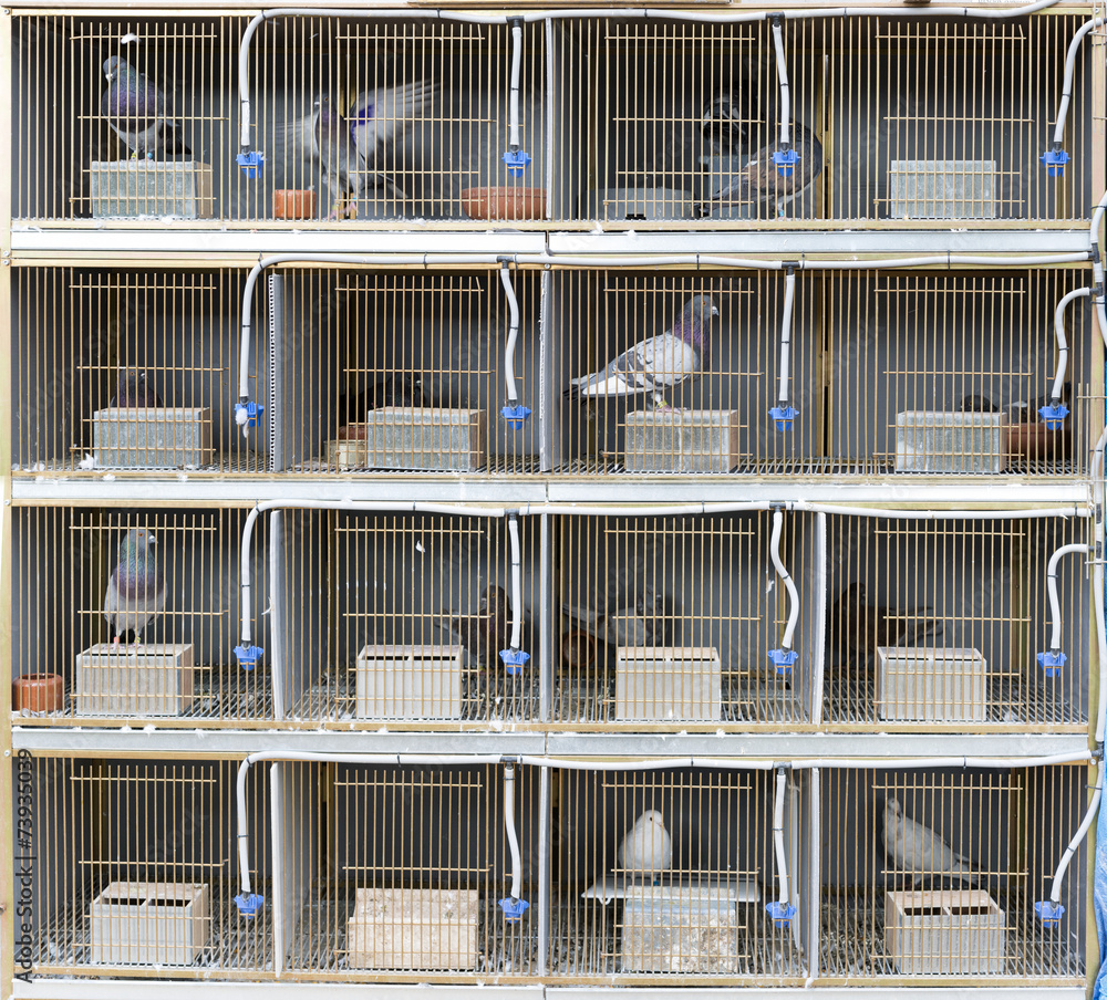 Jaulas con palomas Stock Photo | Adobe Stock