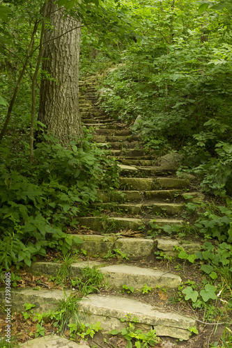 Step Trail In Woods