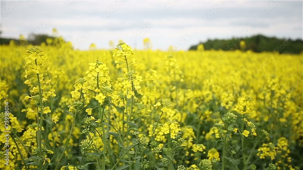 Yellow Oilseed Rape Flowers in the Field Slow Motion Camera Yellow Oilseed Rape Flowers in the Field Slow Motion Camera