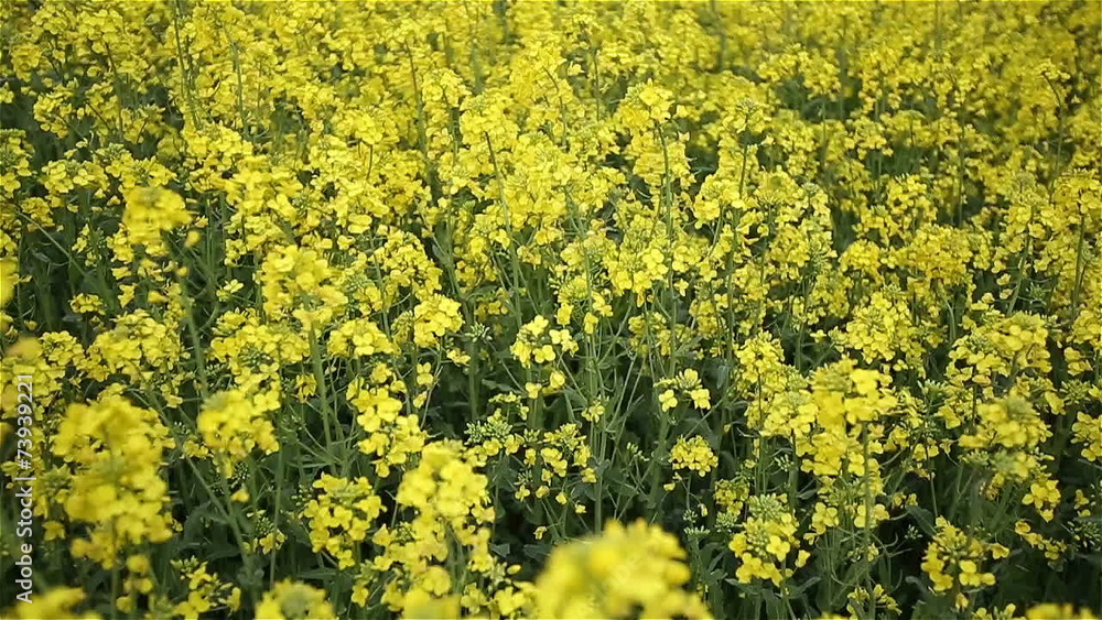 Yellow Oilseed Rape Flowers in the Field Slow Motion Camera Yellow Oilseed Rape Flowers in the Field Slow Motion Camera