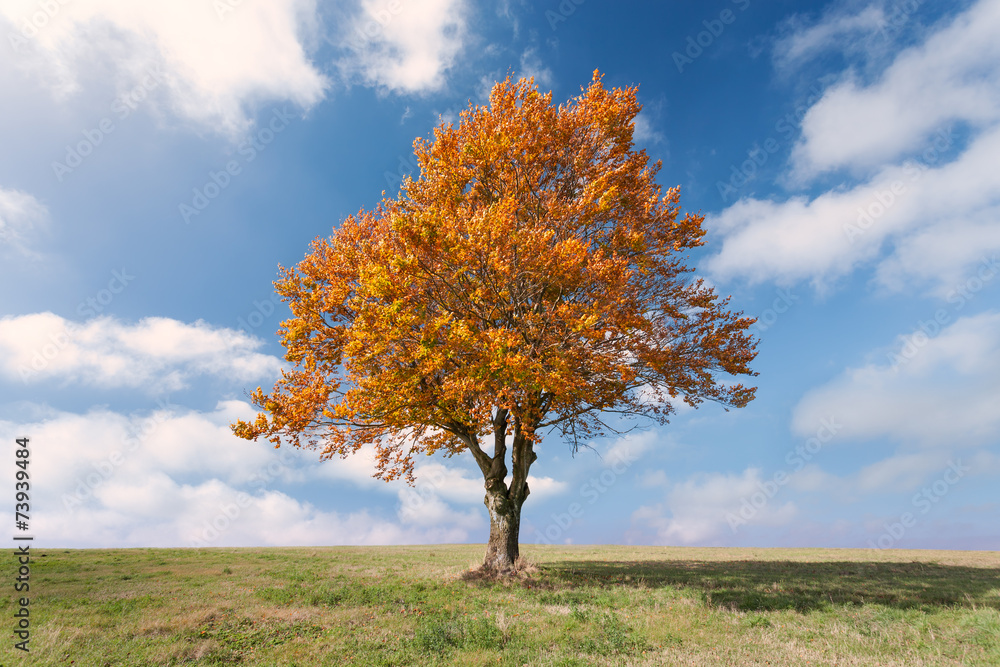 Lone tree with red leaves at sunny day Lone tree with red leaves at sunny day