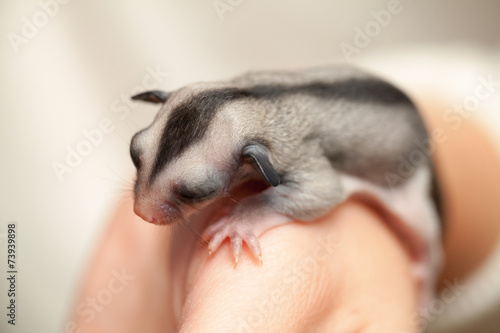 Arboreal gliding possum lays on the hand