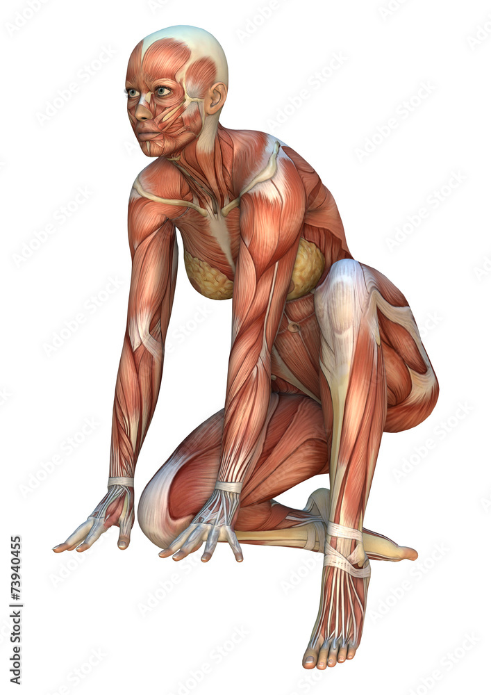 Muscle Maps Muscle Maps