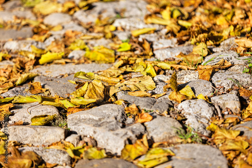 detail of cobblestone path