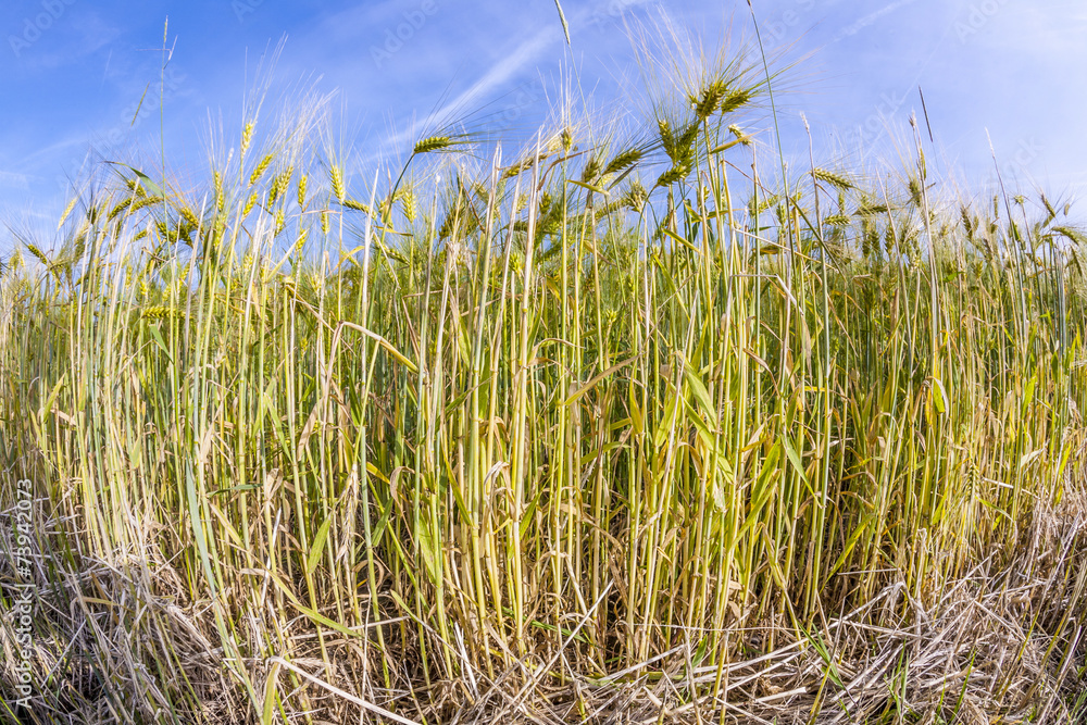 Fototapeta premium spica of wheat in corn field