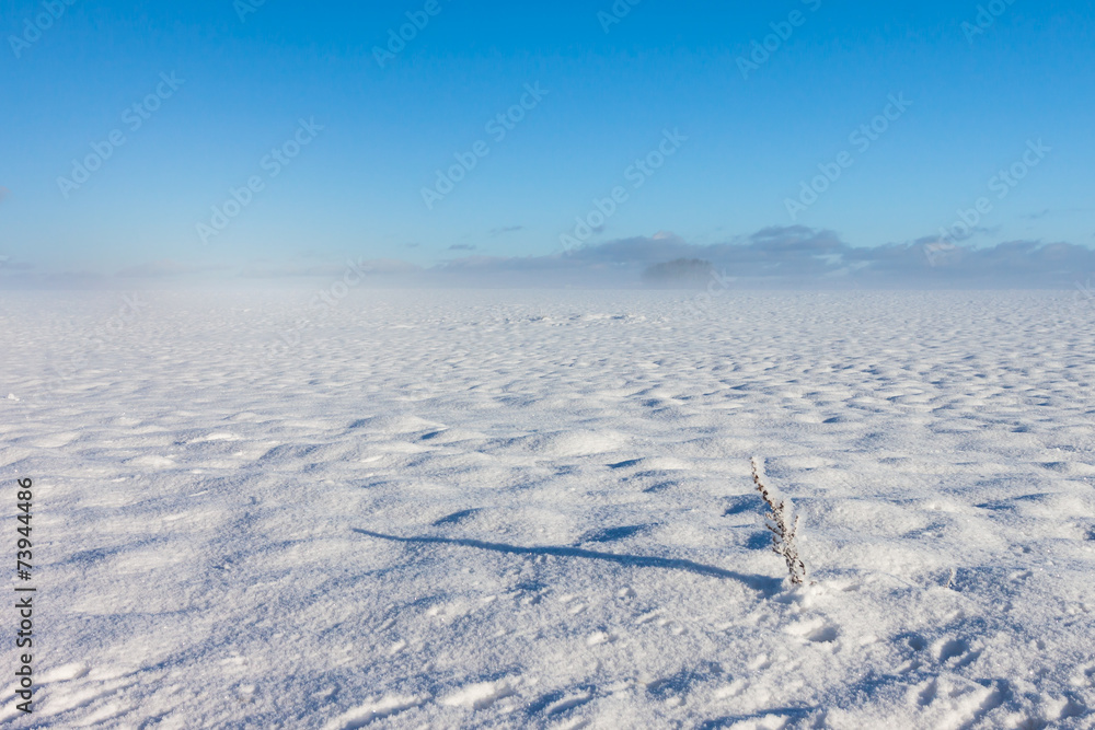 Winter foggy landscape