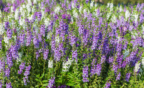 Purple and white flower fields