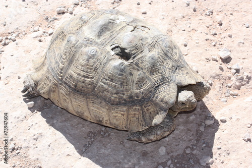 Verletzte alte Schildkröte