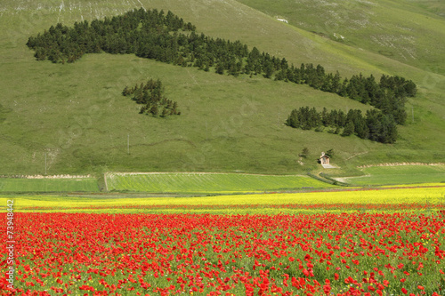forest in shape of Italy and field of poppies in Castelluccio
