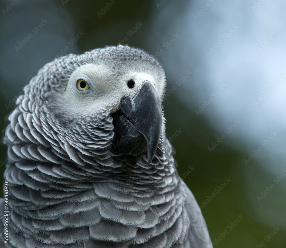 Fototapeta premium parrot bird