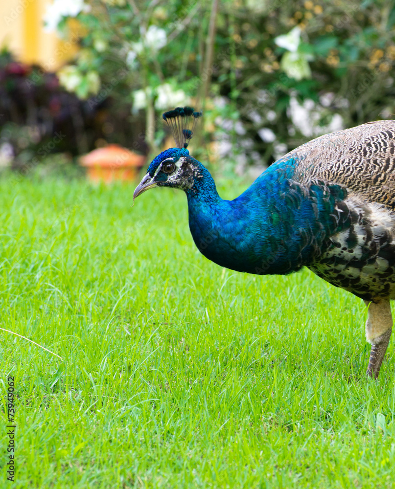 Fototapeta premium peacock