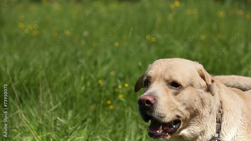 Dog of breed labrador retriever on the lawn barks loudly Dog of breed labrador retriever on the lawn barks loudly
