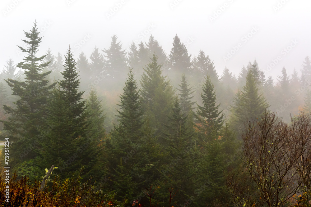 Fototapeta premium Fog Blowing Through Fir Trees