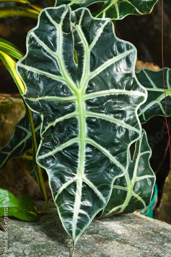 Elephant's-Ear Plant photo