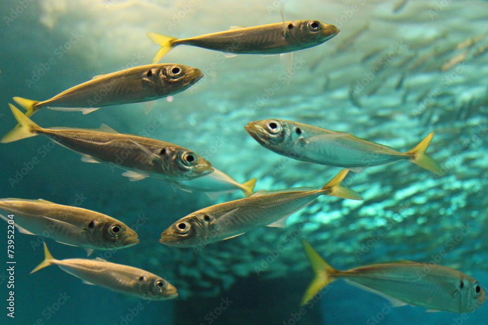 Naklejka premium Nice fish shoal