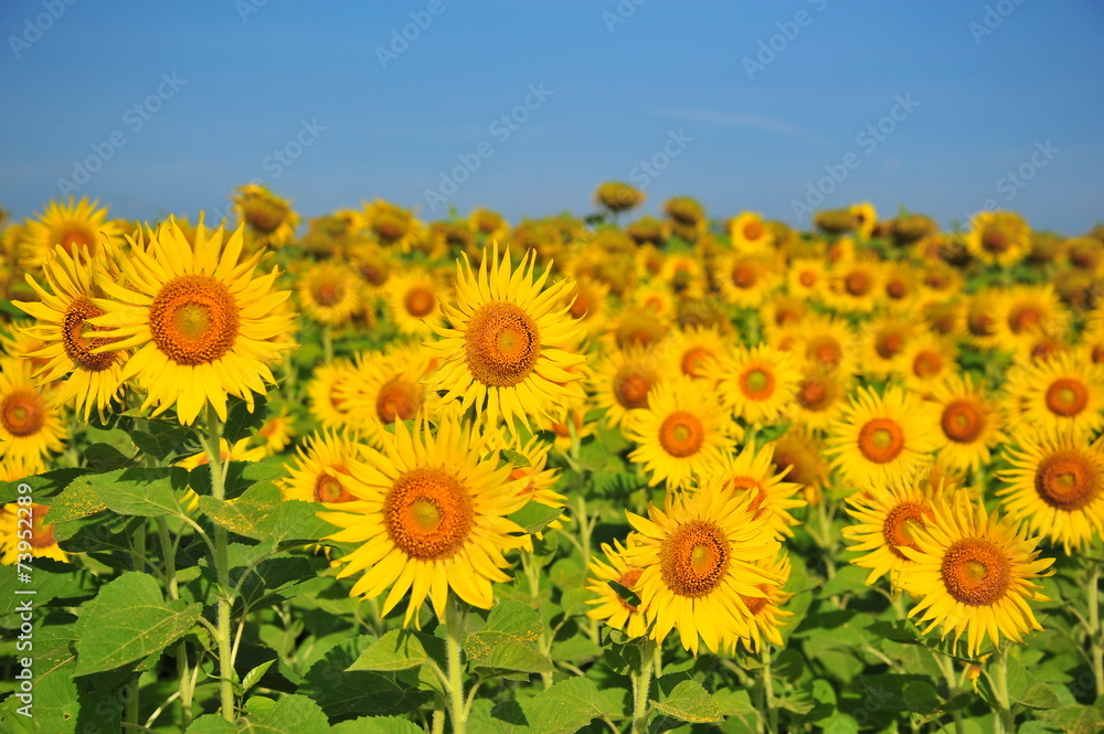 Yellow Sunflowers in Spring Season