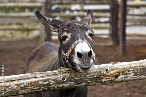 Obraz na plátně Donkey