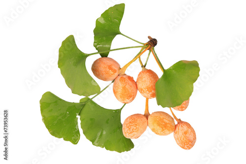 Ginkgo Biloba fruits cross section isolated on white, macro
