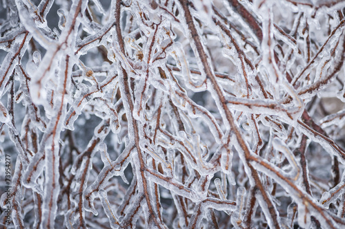 Winter branches in ice