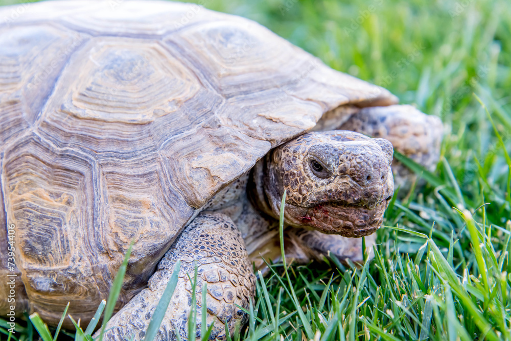 dessert tortoise on green grass dessert tortoise on green grass