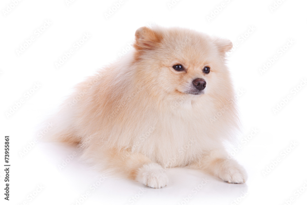 white pomeranian puppy dog